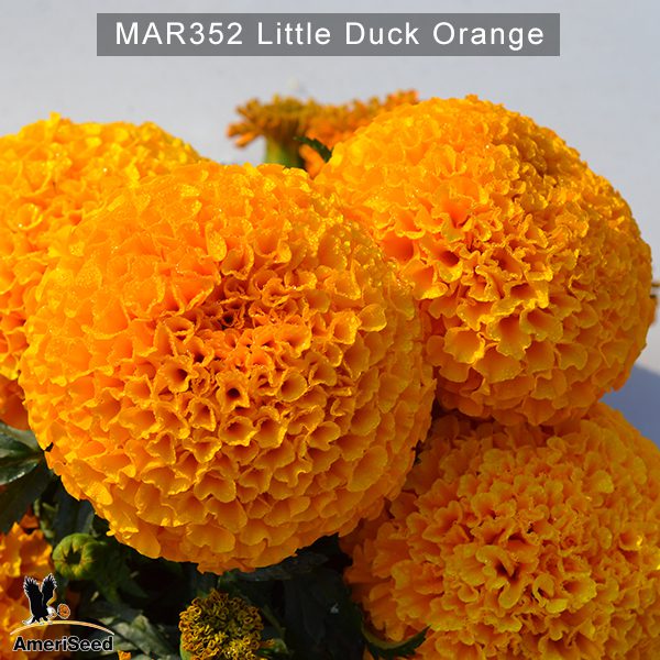 Little-Duck-Orange-1