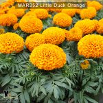 Little-Duck-Orange-2