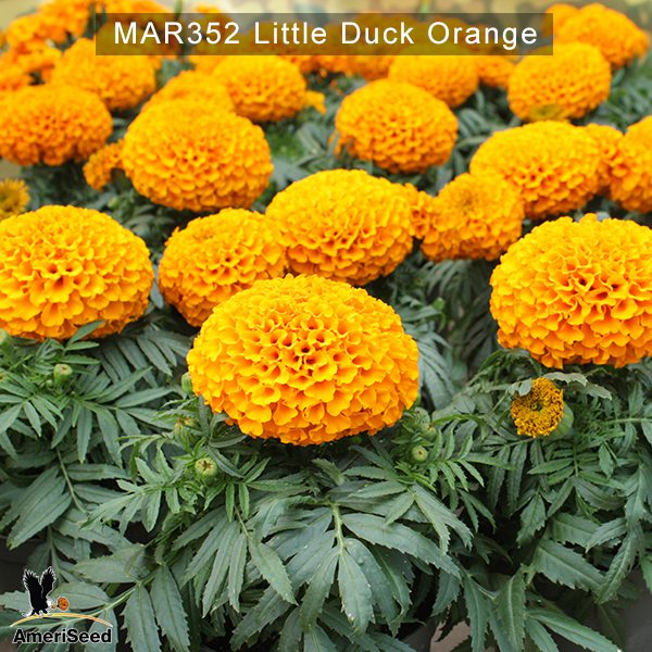 Little-Duck-Orange-2