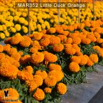 Little-Duck-Orange-3