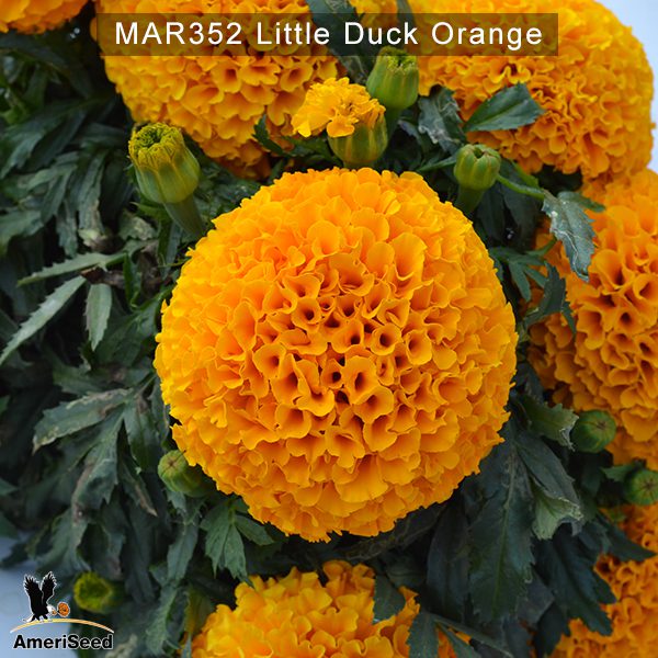 Little-Duck-Orange