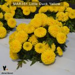 Little-Duck-Yellow-1