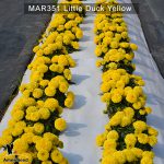 Little-Duck-Yellow-2