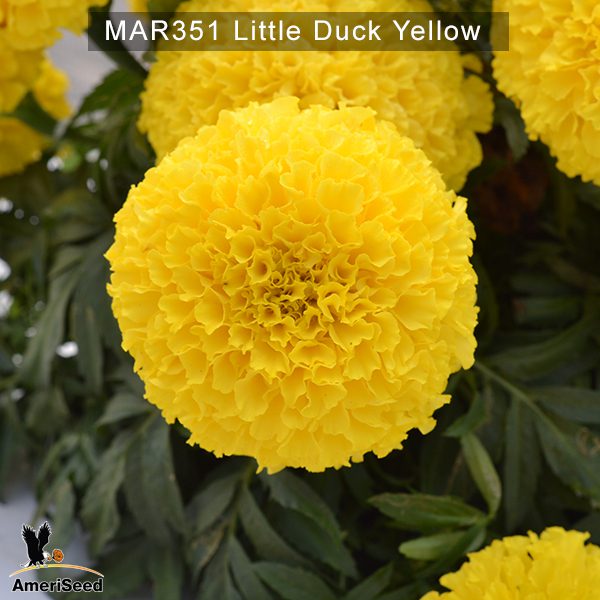 Little-Duck-Yellow-3