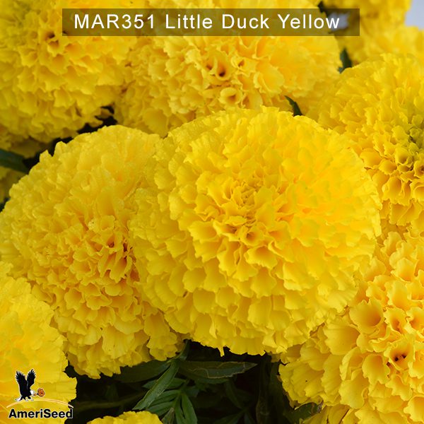 Little-Duck-Yellow