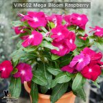 Vin502–mega-bloom-raspberry-(1)
