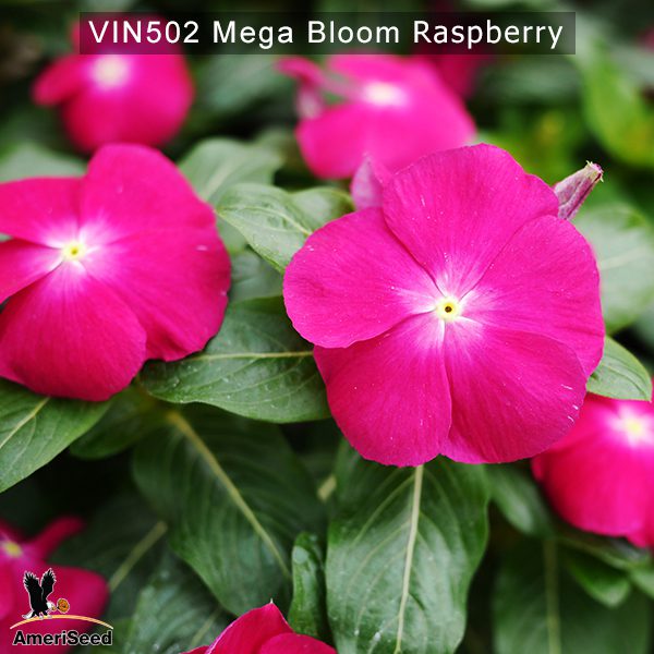 Vin502–mega-bloom-raspberry-(2)