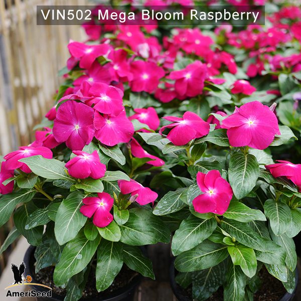 Vin502–mega-bloom-raspberry-(3)