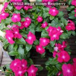 Vin502–mega-bloom-raspberry-(4)