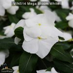 Vin514-Mega-bloom-white-(5)