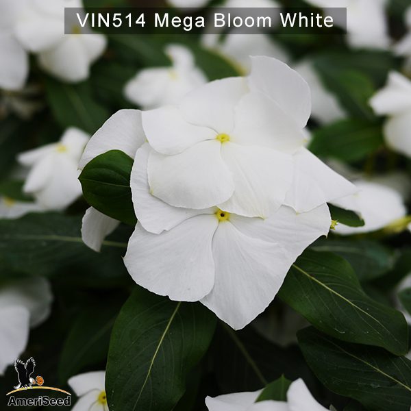 Vin514-Mega-bloom-white-(5)