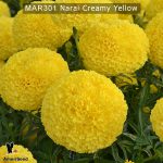 marigold-narai-creamy-yellow-2