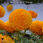 marigold-narai-orange-1