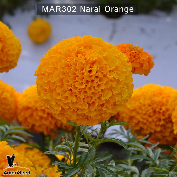 marigold-narai-orange-1