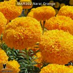 marigold-narai-orange
