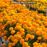 marigold-narai-orange-2