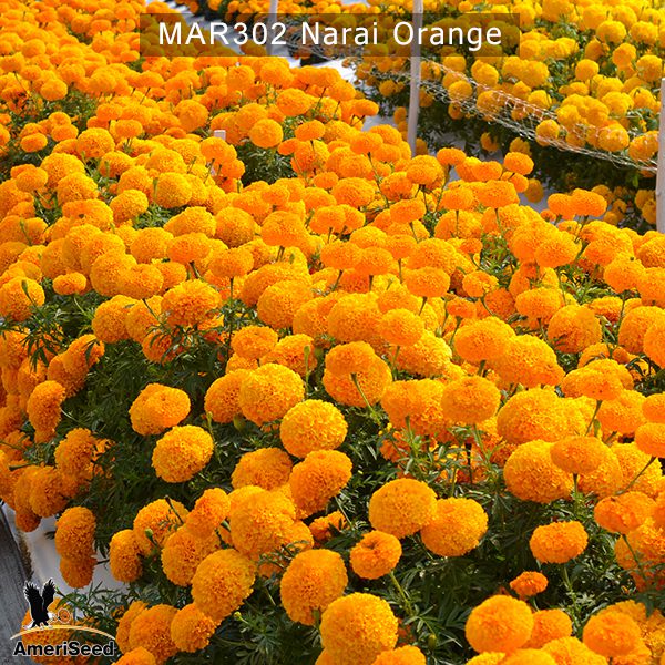marigold-narai-orange-2