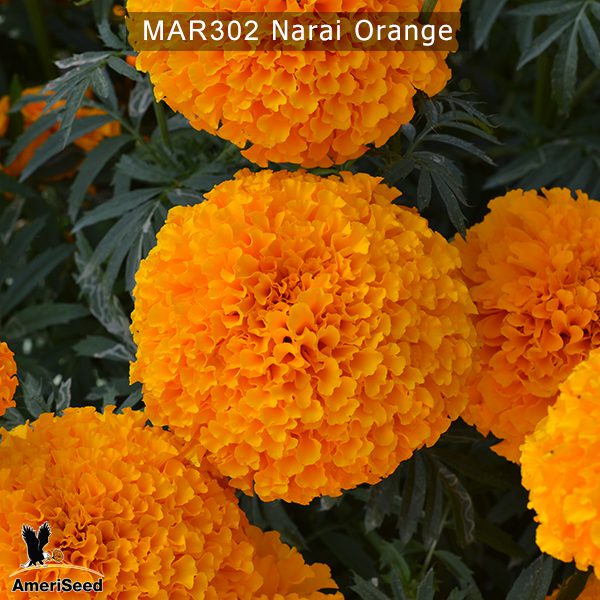 marigold-narai-orange-3
