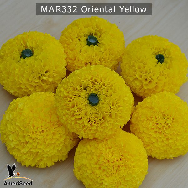 marigold-oriental-yellow-3