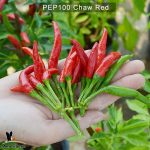 Chaw-Red-1