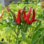 Chaw-Red