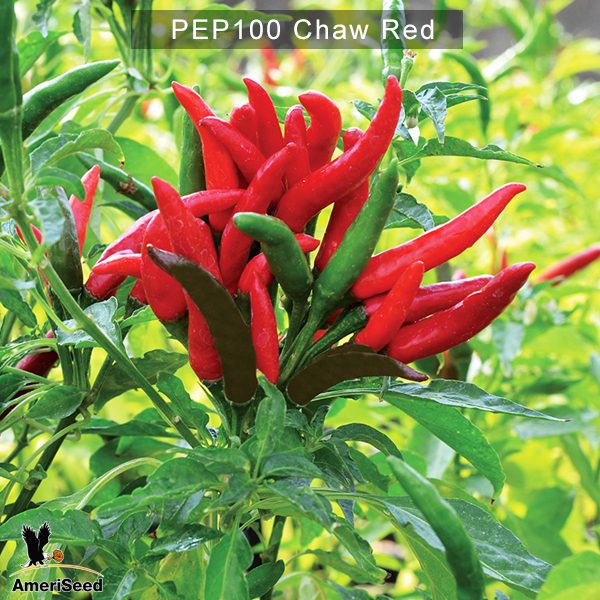 Chaw-Red-2